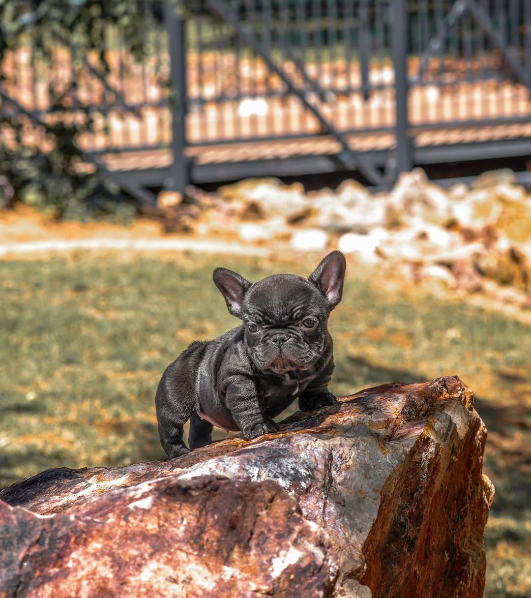 Fire French Bullies puppy