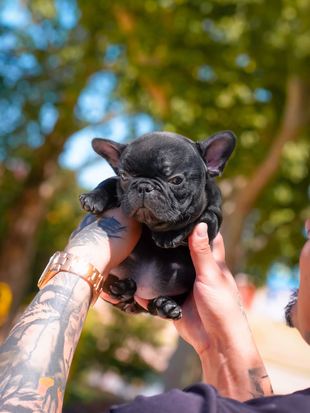 Fire French Bullies puppy